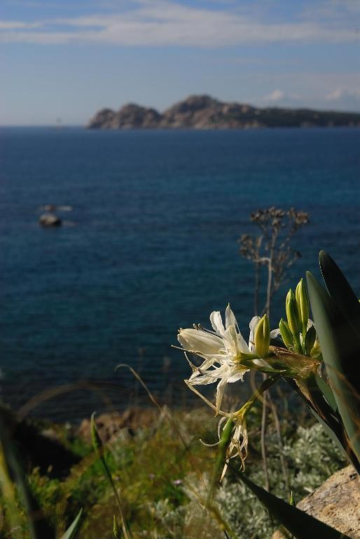 La Chicca Di Francesca Bed and Breakfast Santa Teresa Gallura Eksteriør billede